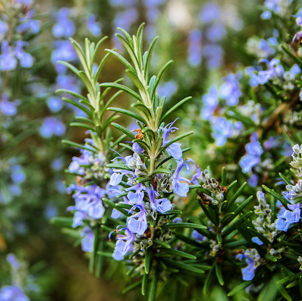 Ingredient Spotlight: Rosemary