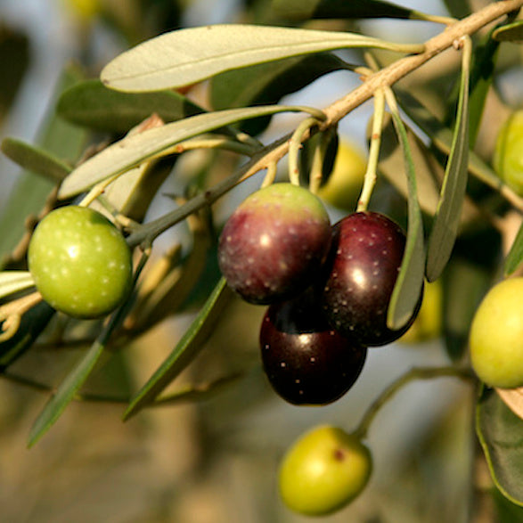 Ingredient Spotlight: Olive Leaf Extract