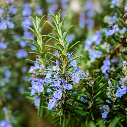 Ingredient Spotlight: Rosemary