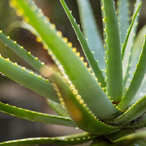 photo of an aloe vera plant, whose extract is valuable for skin healing