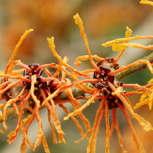 Ingredient Spotlight: Witch Hazel