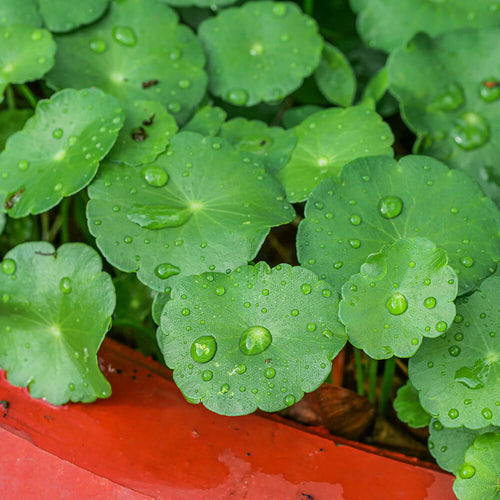 A closeup photograph of soothing natural skincare ingredient centella asiatica